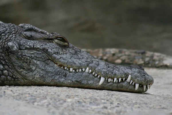 Krokodilalligator Rovdjur — Stockfoto