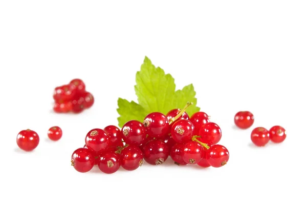 Bacche Ribes Rosso Frutti Acidi — Foto Stock