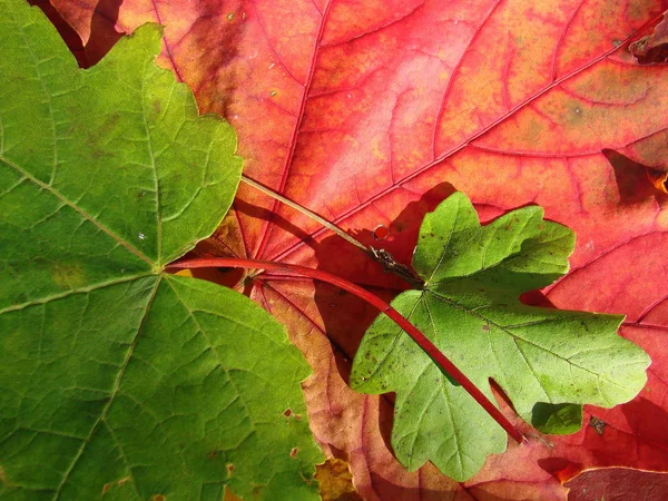 Красочная Осенняя Листва — стоковое фото