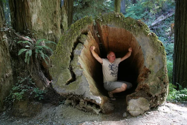 Sequoia Árvores Árvore Enorme Flora Natureza — Fotografia de Stock