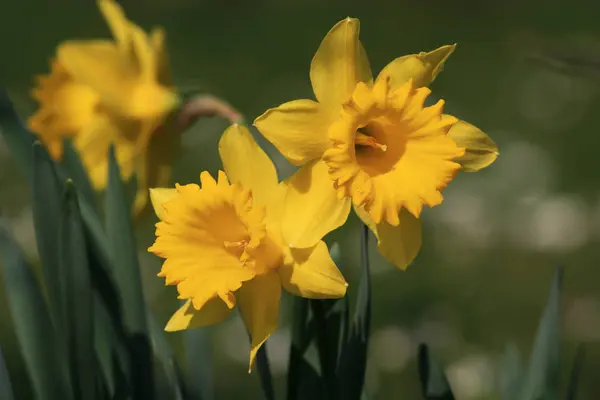 Narcisos Narcisos Flor Primavera —  Fotos de Stock