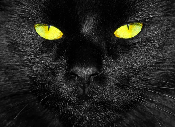 Черная Кошка Желтыми Глазами — стоковое фото