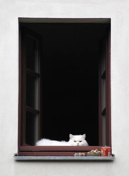 Retrato Lindo Gato — Foto de Stock