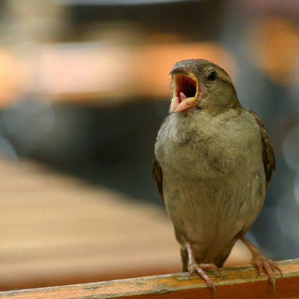 Szenischer Blick Auf Niedlichen Sperling Vogel — Stockfoto