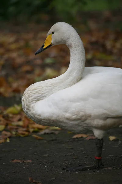 Malerischer Blick Auf Majestätische Schwäne Der Natur — Stockfoto