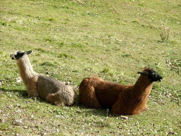 Binnenlandse Veestapel Grasland — Stockfoto