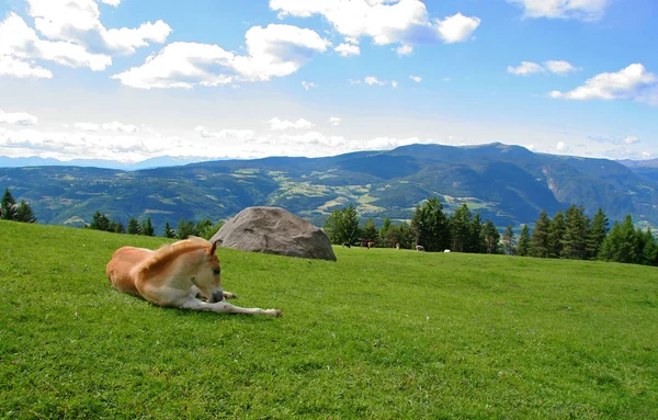 Resting Alpine Pasture — Stock Photo, Image