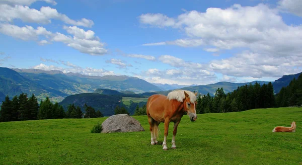 Paarden Weide — Stockfoto