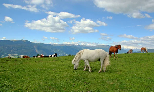 Pleśń Dolomitach — Zdjęcie stockowe