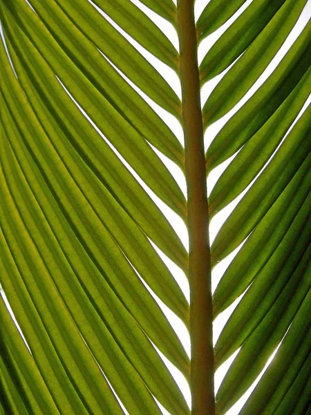 Зелений Фон Пальмового Листя — стокове фото
