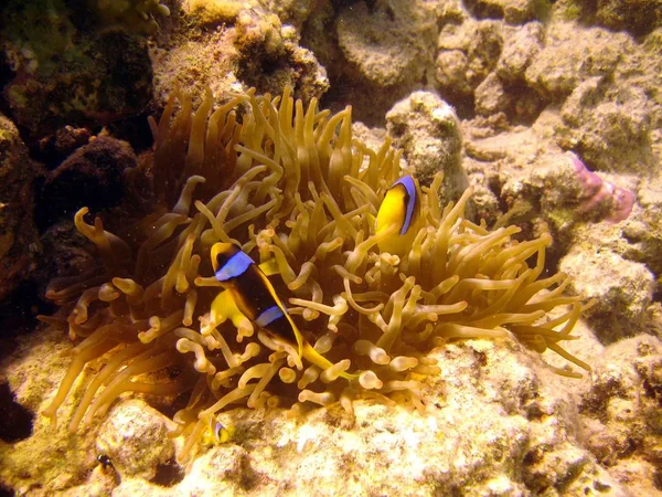 Клоун Риба Підводний Риф Рибами — стокове фото