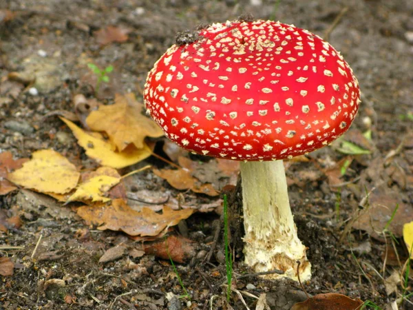 Κόκκινο Toadstool Ανήκει Στην Ομάδα Των Δηλητηριωδών Μυκήτων — Φωτογραφία Αρχείου