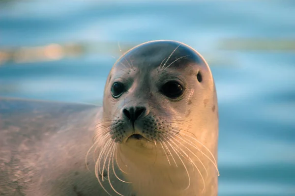 Foca Animal Marino Marino — Foto de Stock