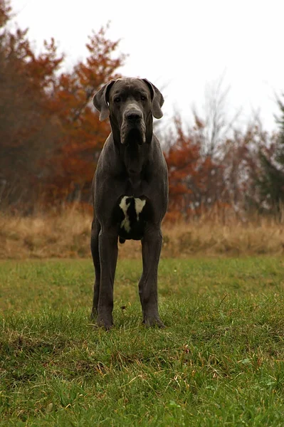 Sevimli Köpek Evcil Hayvan Portresi — Stok fotoğraf