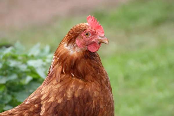 Festői Kilátás Gyönyörű Madár Természetben — Stock Fotó