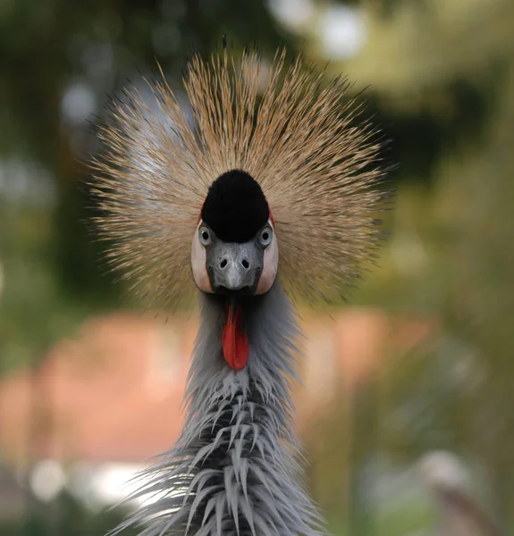 Através Cerca Consegui Esta Gravação Talvez Ele Interpretou Minha Lente — Fotografia de Stock