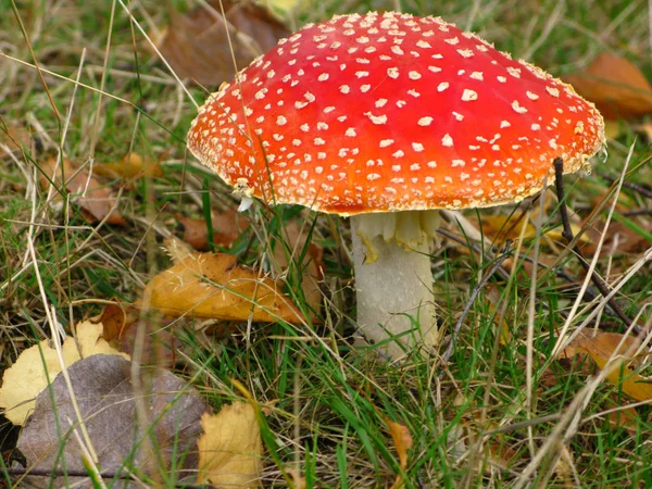 Close View Fly Agaric Forest — Stock Photo, Image