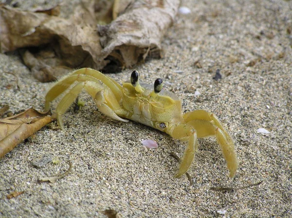 Kanker Het Strand — Stockfoto