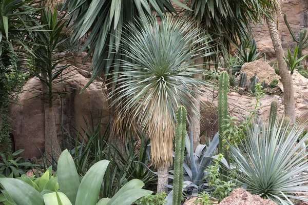 Roślin Tropikalnych Kaktusów Roślin Botanicznych — Zdjęcie stockowe