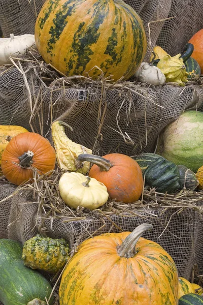 Different Food Selective Focus — Stock Photo, Image