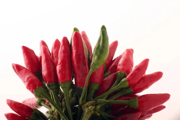 Czerwone Białe Kwiaty Tulipan Izolowane Tle — Zdjęcie stockowe