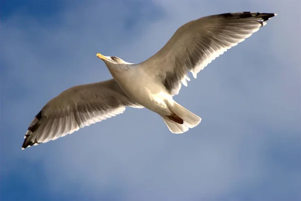 Vacker Utsikt Över Vacker Söt Mås Fågel — Stockfoto