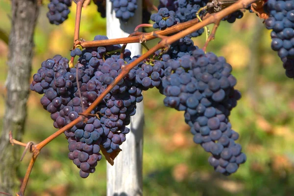 Uvas Vid Racimos Uvas — Foto de Stock