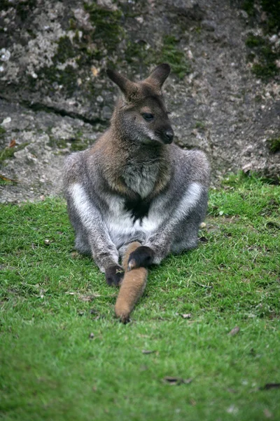 Animal Kangourou Mammifère Australien — Photo