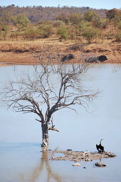 Vacker Utsikt Över Vacker Fågel Naturen — Stockfoto