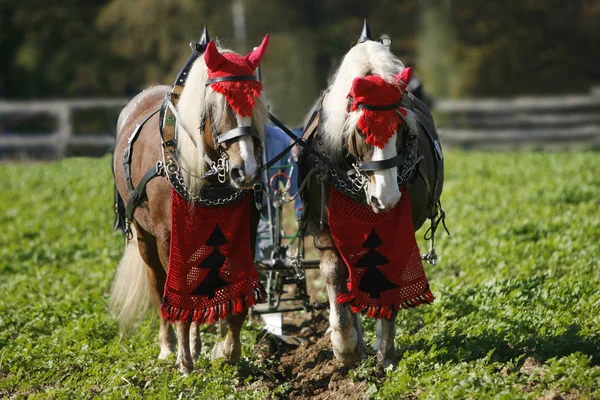 Caballos Aire Libre Durante Día — Foto de Stock