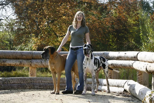 Mulher Com Grandes Mastiffs — Fotografia de Stock