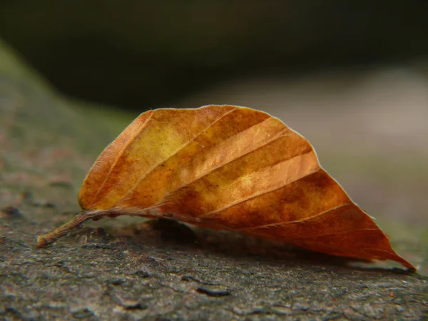 Herfststemming Weide — Stockfoto