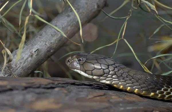 Serpent Cobra Venin Serpent Dangereux — Photo