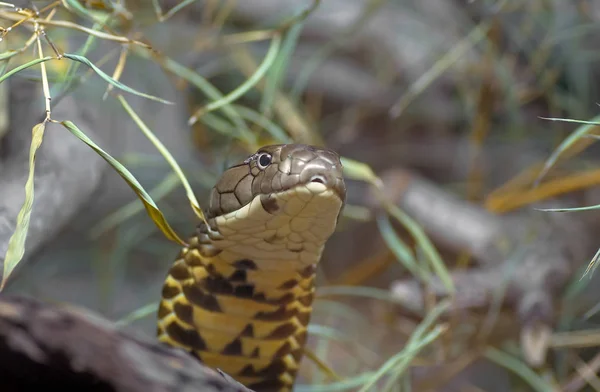 Kobra Kígyó Veszélyes Kígyóméreg — Stock Fotó