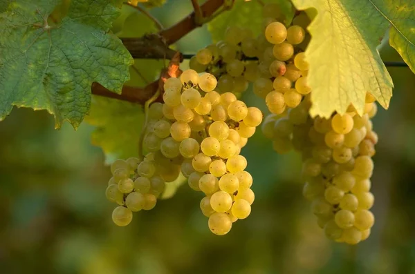 Raisins Poussant Sur Des Branches Arbres — Photo