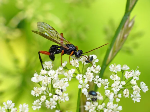 Closeup View Wasp Insects Macro Shot — Stock Photo, Image