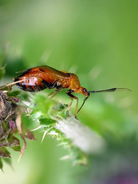 Close Van Een Insect Wilde Natuur — Stockfoto