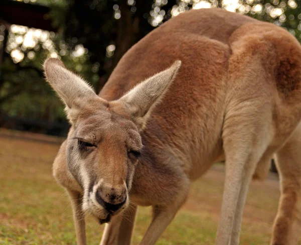 Aranyos Kenguru Állat Ausztrál Emlős — Stock Fotó