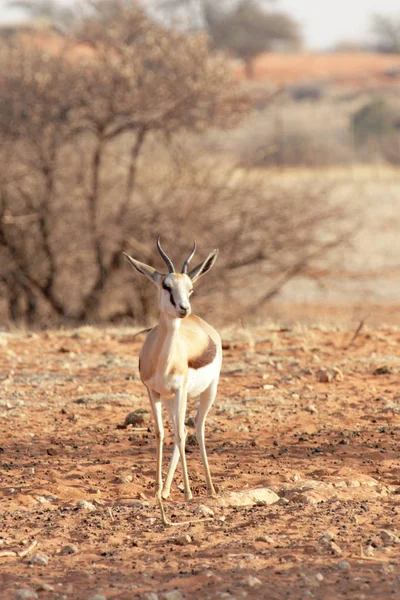 在自然界中被钩住的动物 Savannah Gazelle — 图库照片