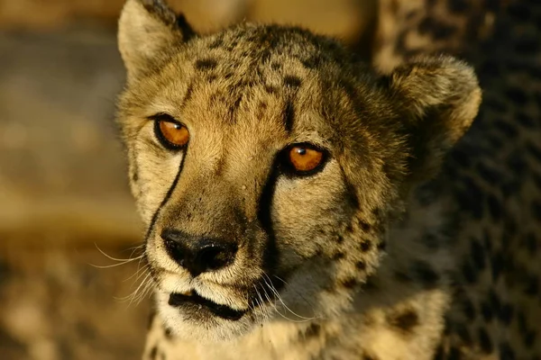 Cheetah Cat Leopard Animal Wildcat — Stock Photo, Image