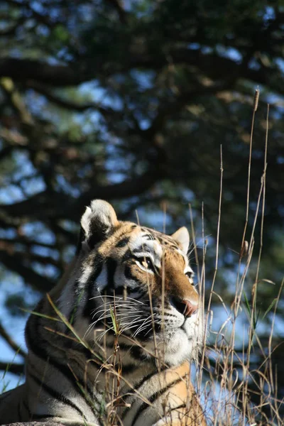 Depredador Gato Salvaje Animal Tigre Rayado — Foto de Stock