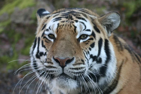 Roofdier Wilde Kat Gestreepte Tijger Dier — Stockfoto