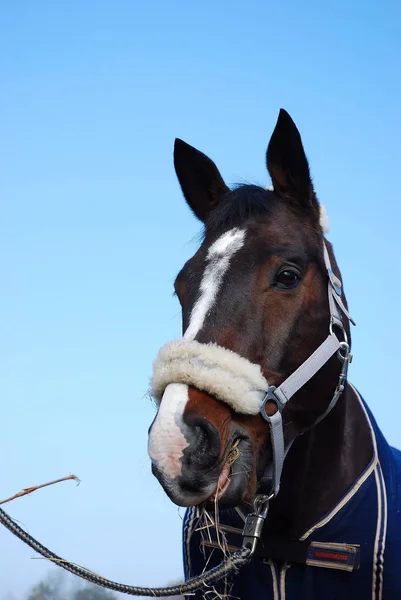 Cute Horse Wild Nature — Stock Photo, Image