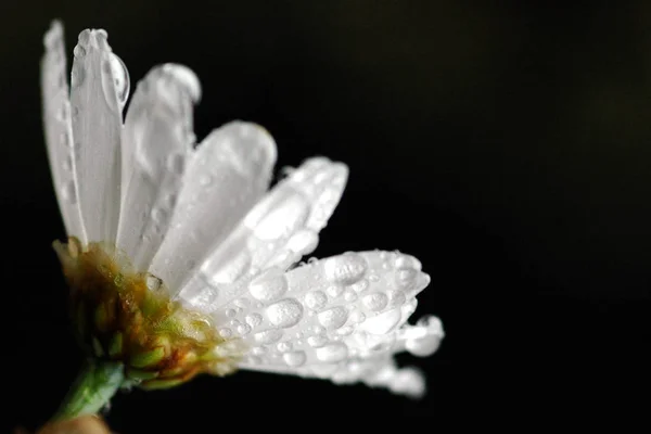 Stokrotki Kwiaty Łąki Rumianki — Zdjęcie stockowe