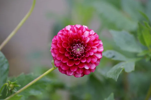 Close View Beautiful Blooming Dahlia — Stock Photo, Image