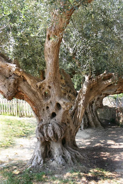 Drzewo Oliwne Flora Natury — Zdjęcie stockowe