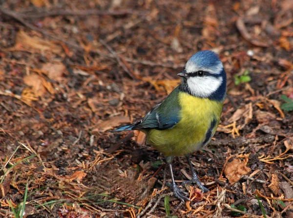 Scenic View Beautiful Blue Tit Nature — Φωτογραφία Αρχείου