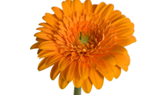 Gerbera Bloemblaadjes Flora — Stockfoto