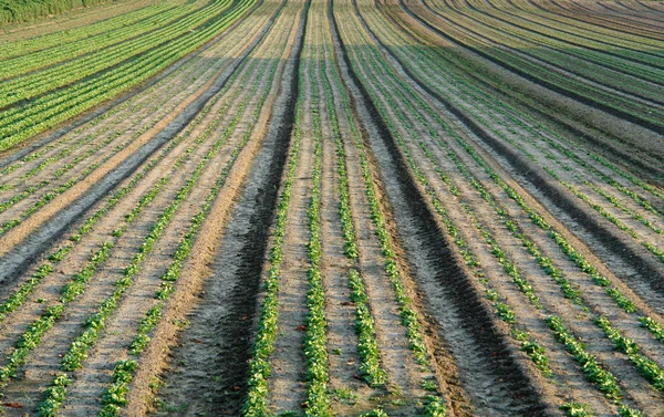 Industrias Agrícolas Alimentarias — Foto de Stock