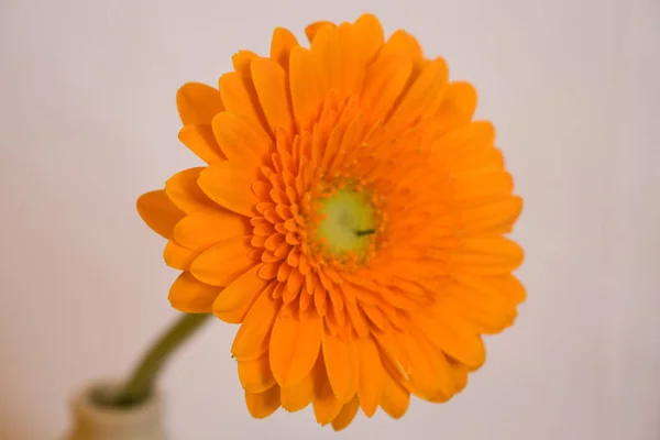 Gerbera Pétalas Flores Flora — Fotografia de Stock